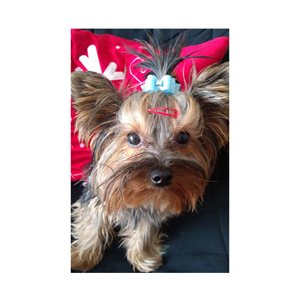 Kokardka dla Psa z brylancikiem czerwona – Deluxe